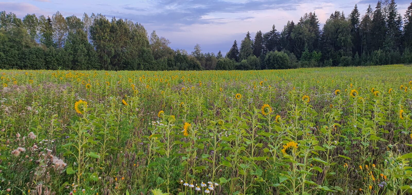 Kuva auringonkukkapellosta