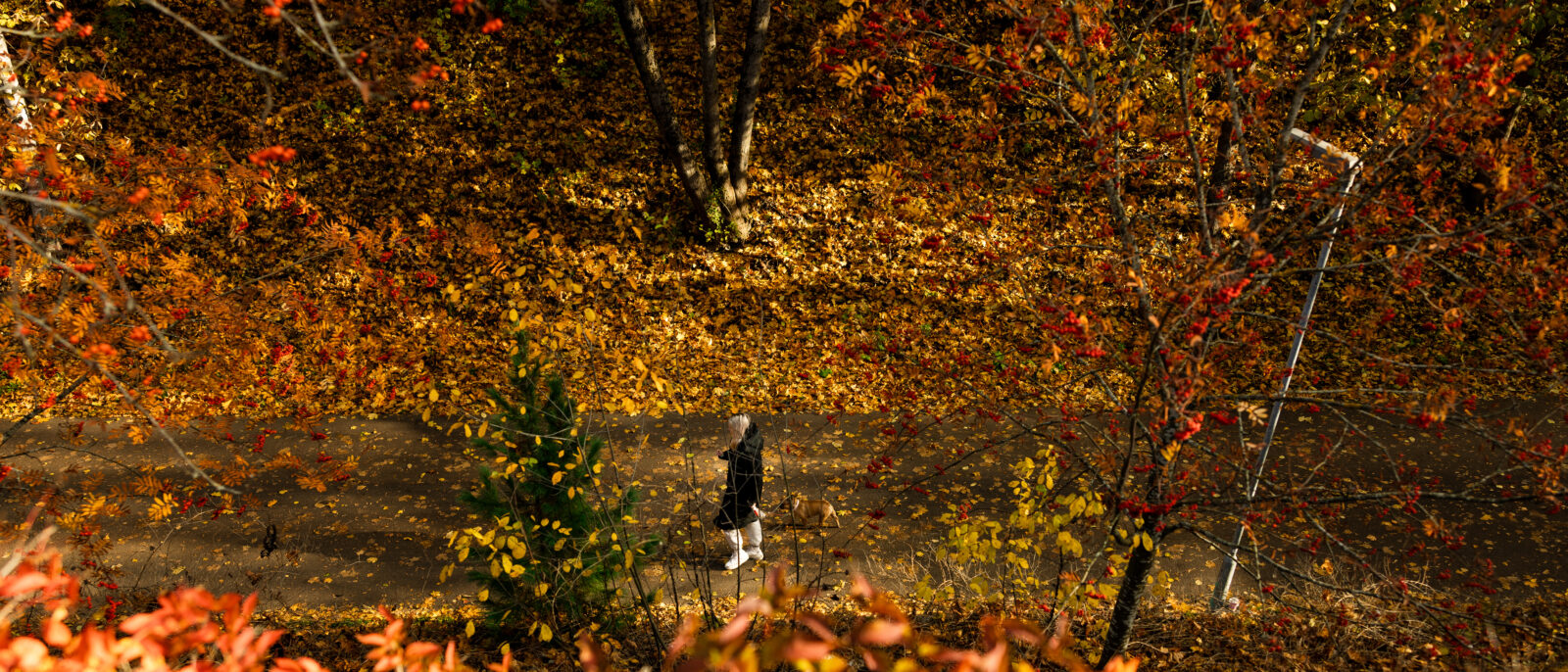 Henkilö kävelee kävelytiellä koiran kanssa syyskelissä.