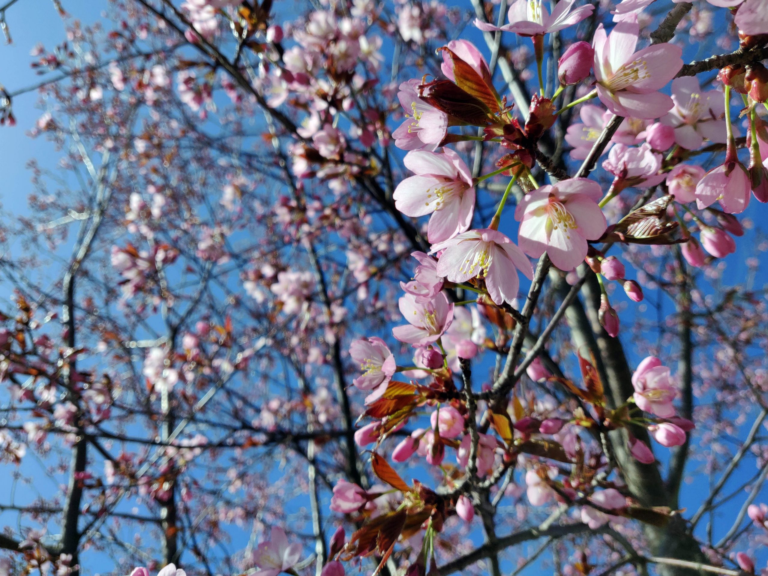 Lahtelaisten Toivoma Kirsikkapuisto Launeelle Lahti