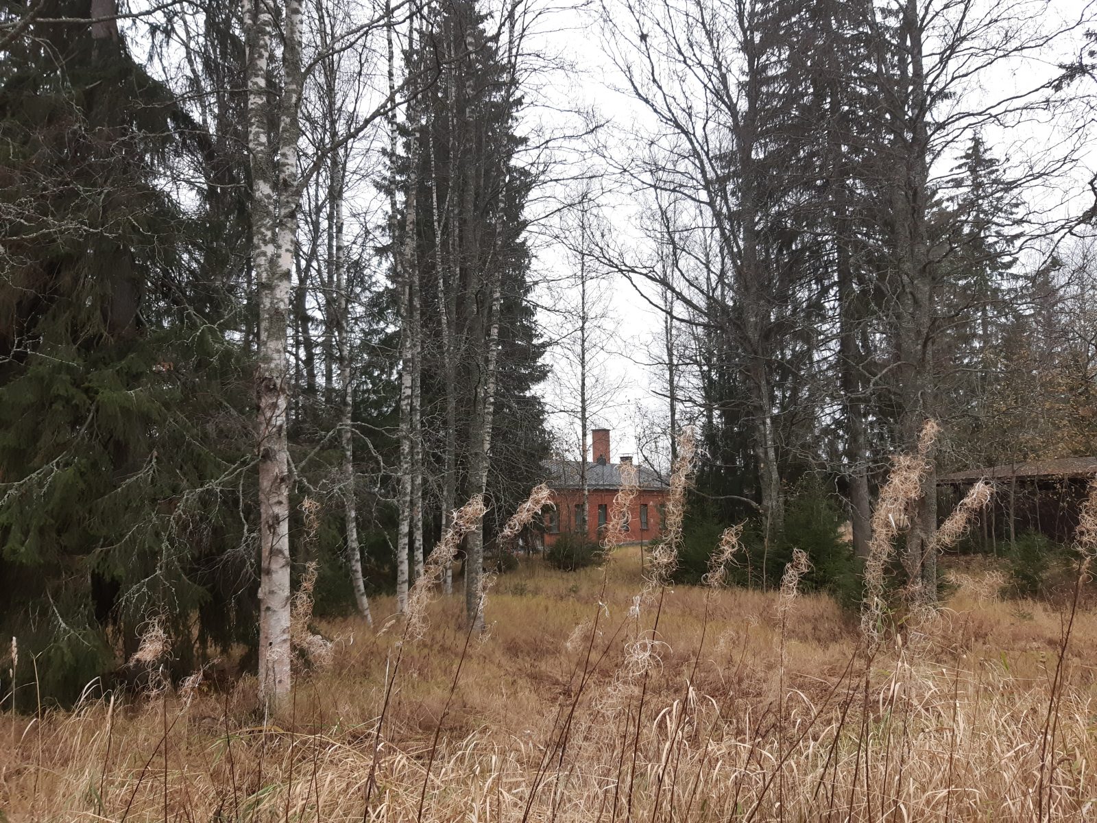 Lääkintälotanpuiston heinikkoa ja puustoa. Taustalla näkyy tiilinen rakennus.