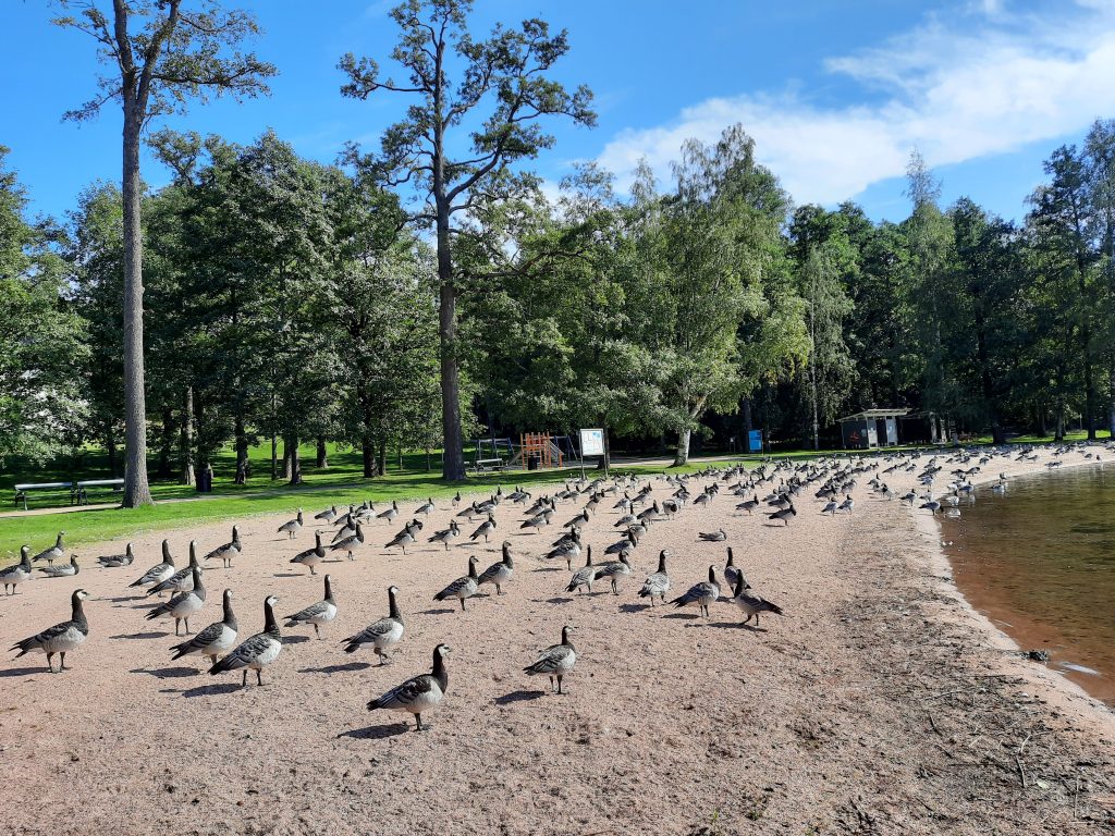 Valkoposkihanhia Mukkulan kartanonpuiston uimarannalla