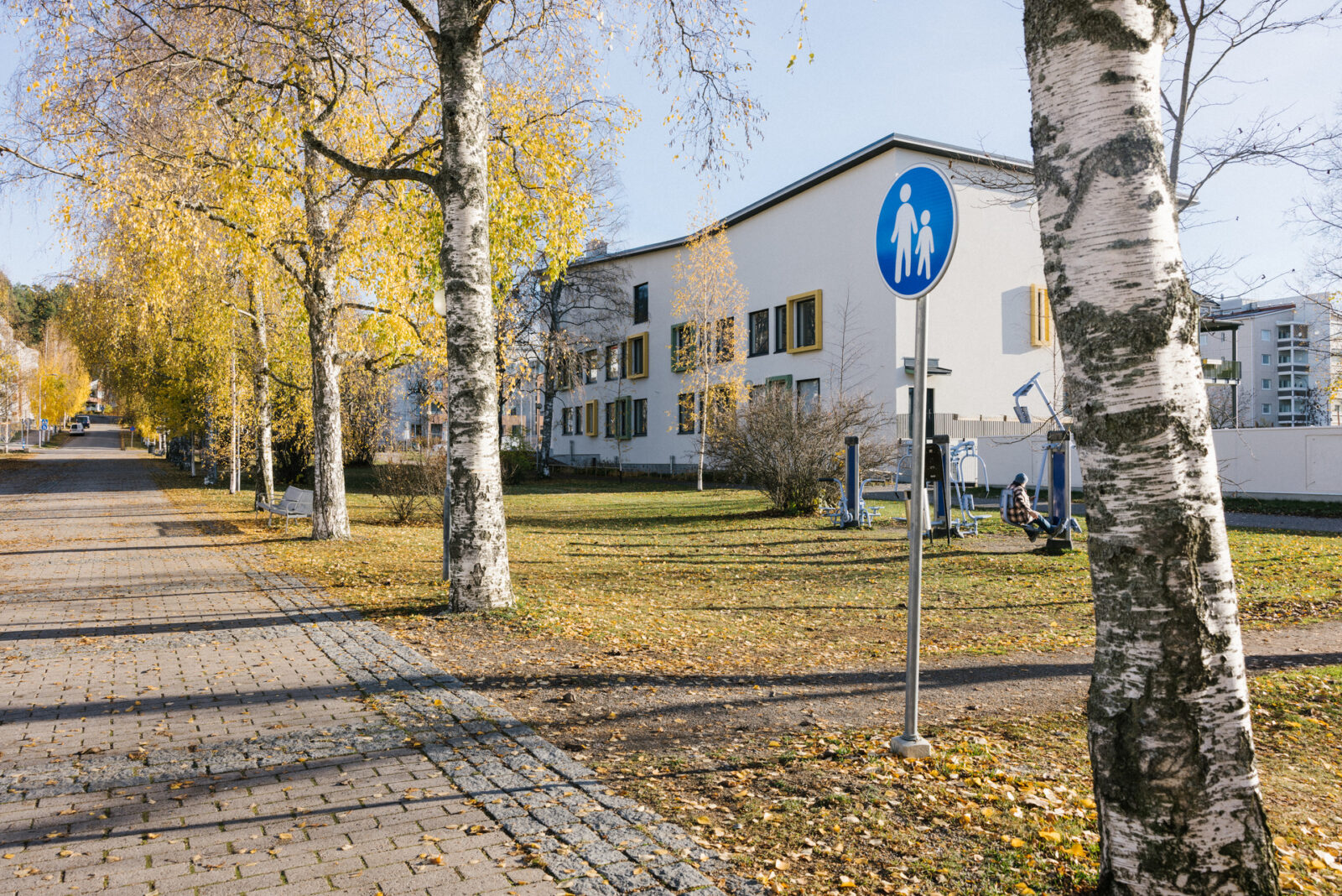 Näkymä Za­po­rižžjan­puis­tosta. Koivuja, joissa keltaiset lehdet. Taustalla rakennus.