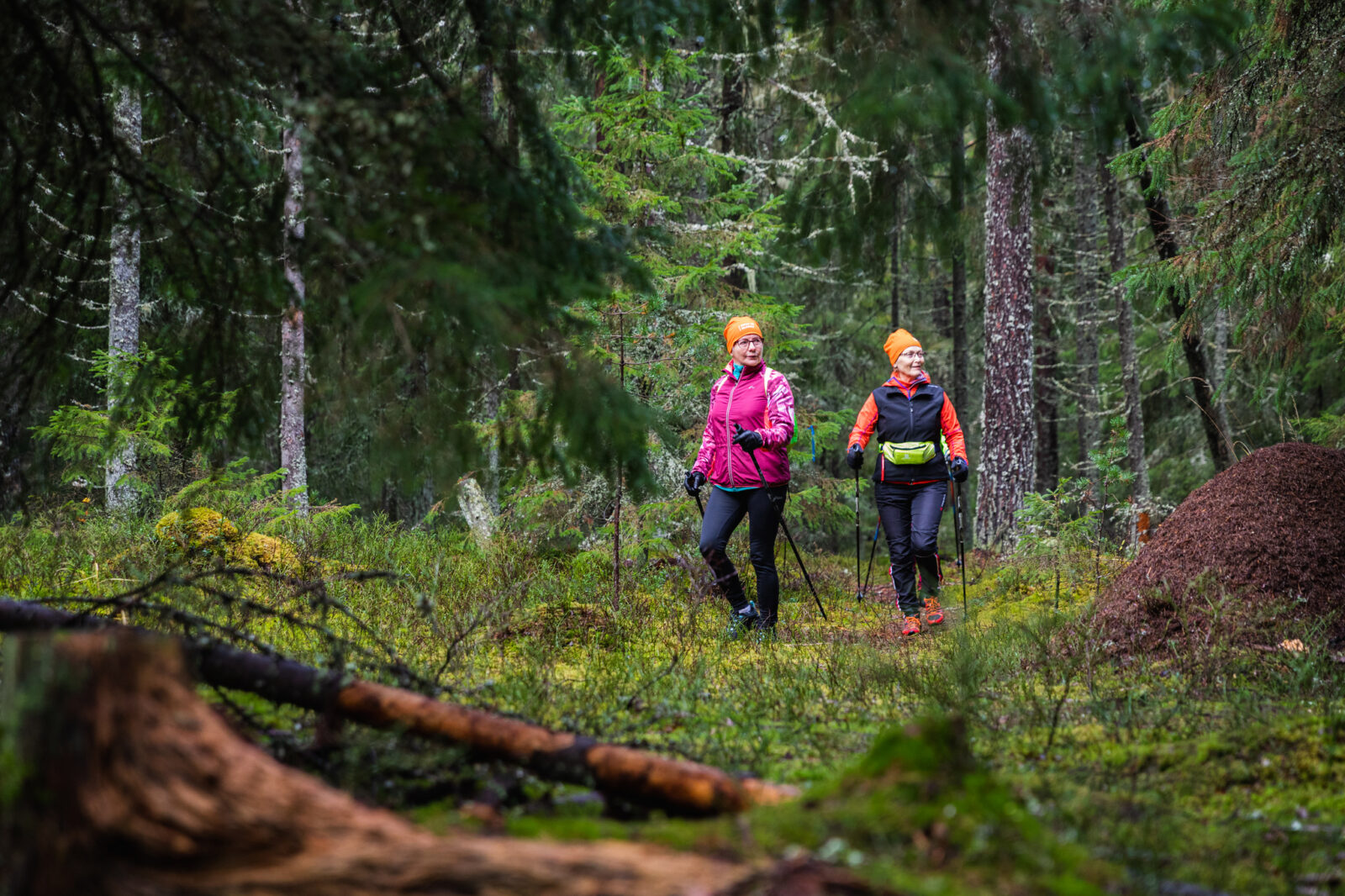 Kaksi sauvakävelijää kävelee yhdessä syksyisessä metsässä. Maassa näkyy lahopuita ja muurahaispesä.