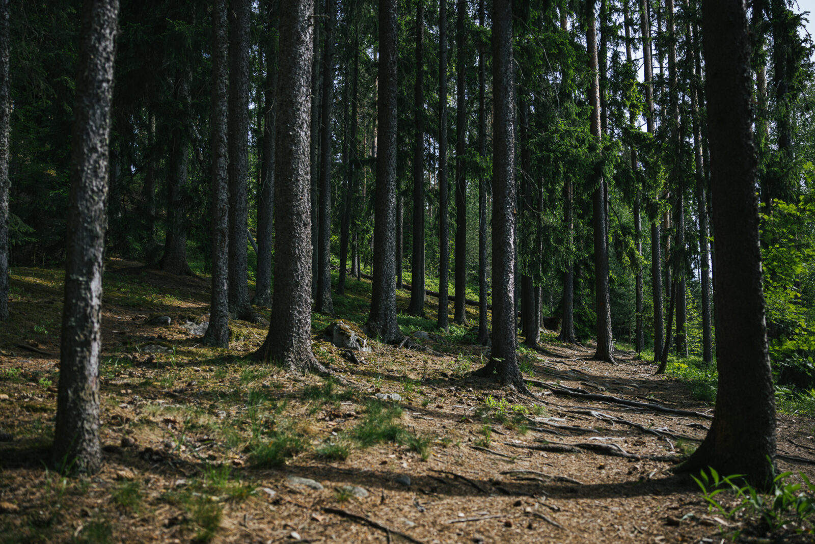 Puurivistö metsässä, puiden välissä kulkee luontopolku.