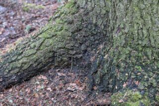 Pale yellowish droppings of a flying squirrel under a spruce tree 