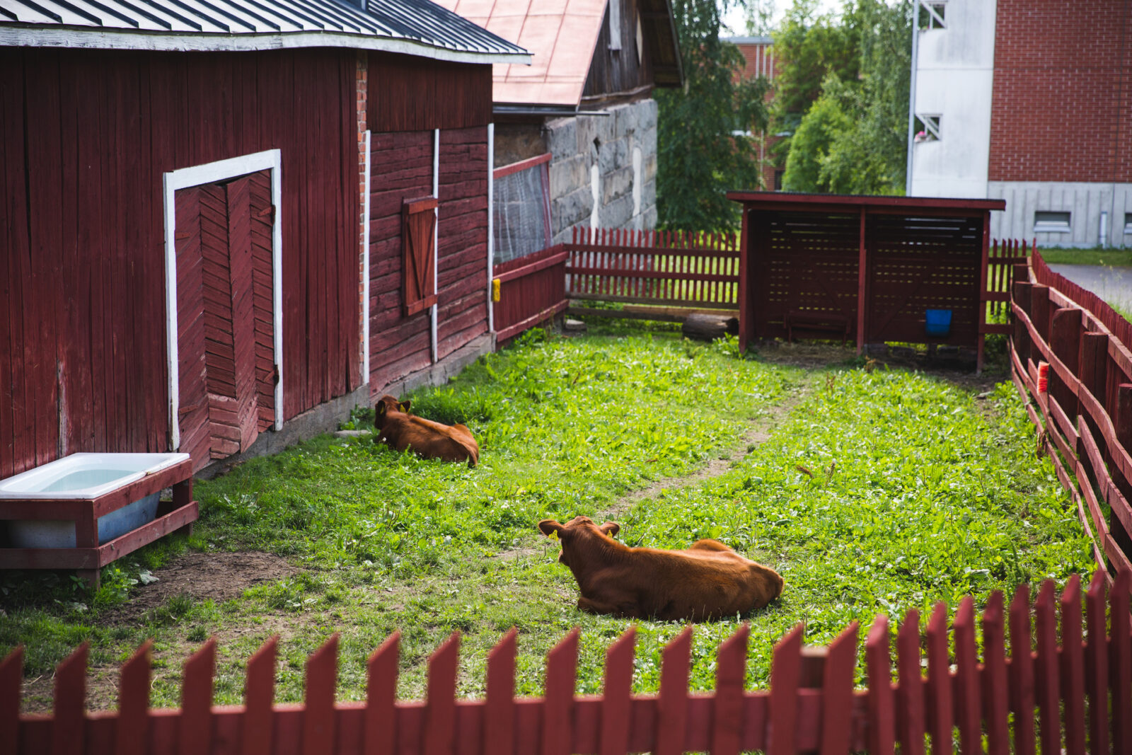 Lehmiä nurmikolla.